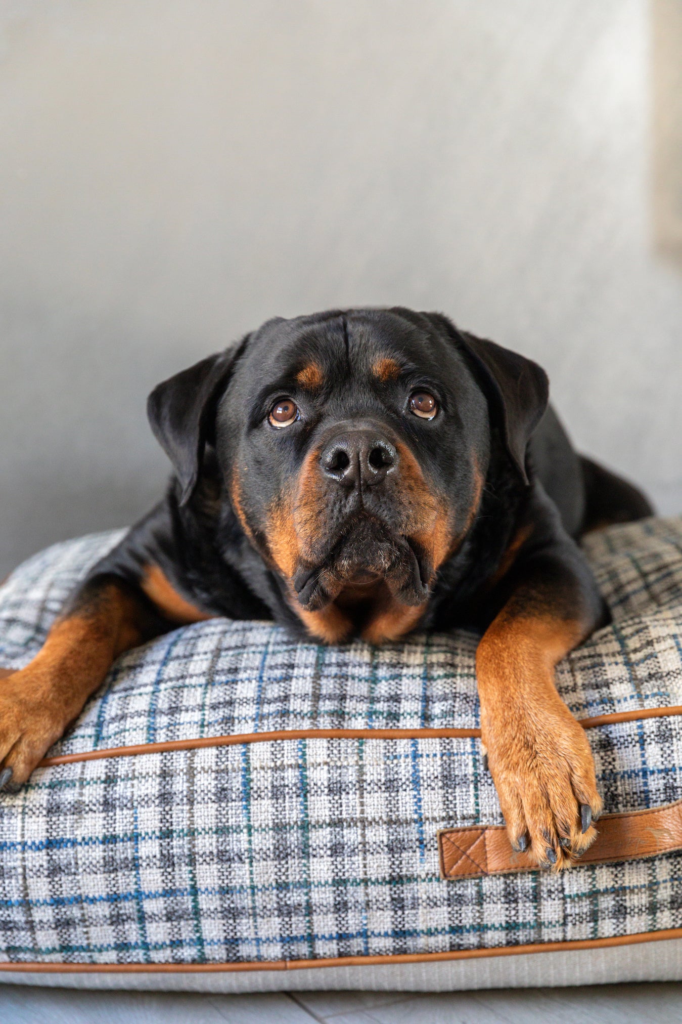 Grey & Blue Plaid Dog Cushion
