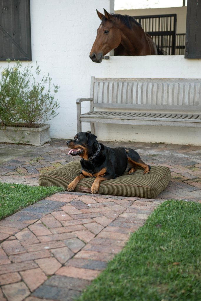 Dog bed - green corduroy with leather piping