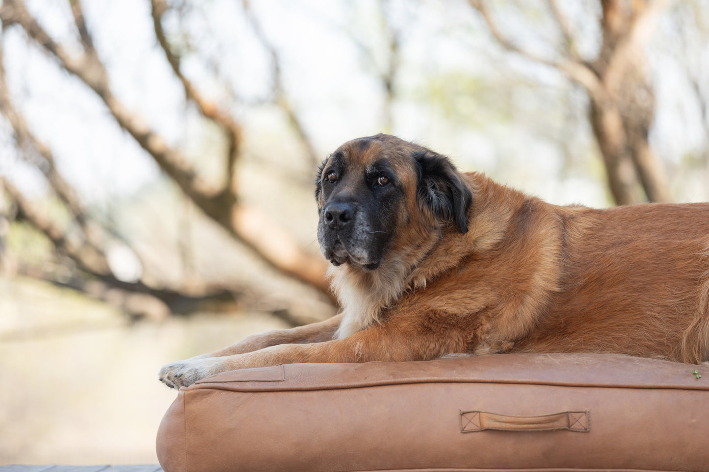 Full Leather Dog Cushion