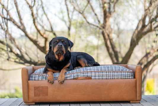 Leather Dog Sofa with Grey & Blue Plaid Cushion