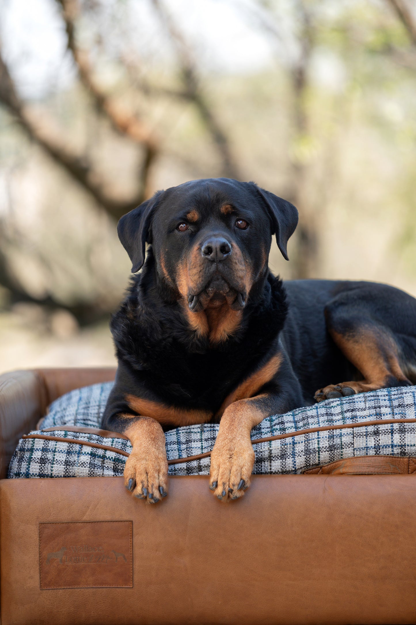 Leather Dog Sofa with Grey & Blue Plaid Cushion