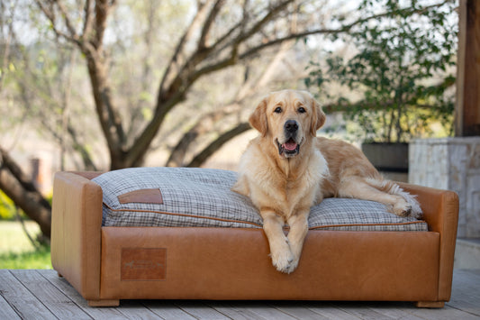 Leather Dog Sofa with Taupe Plaid Cushion