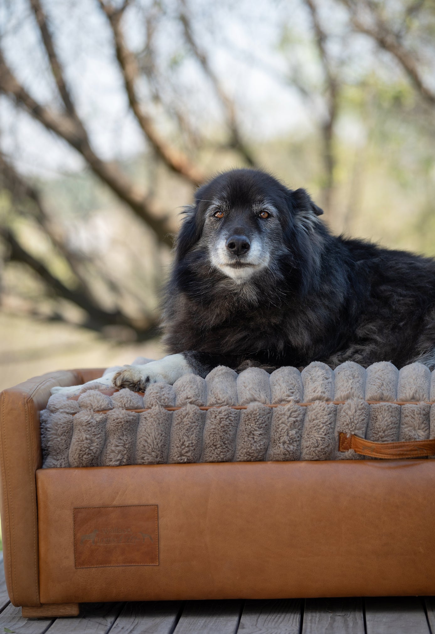 Leather Dog Sofa with Taupe Fluffy Cushion